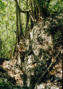 Wilcommen Collection, No. 0121 Glass Bottles in the Forest Beneath a Banyan Tree on a Rock